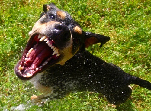 PA Dog Bite Lawyer Angry Dog Attack